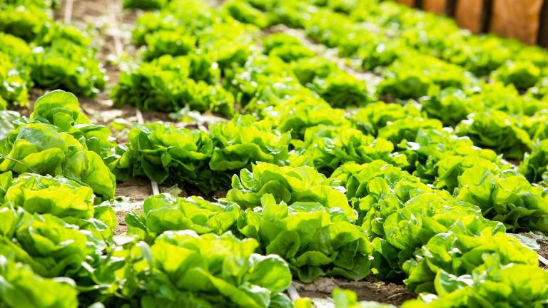 Gli orti sul mare: dove provare l’agricoltura con vista