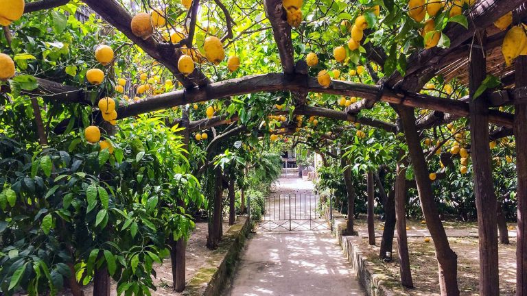 Profumi mediterranei della Penisola – tra limoneti e macchia