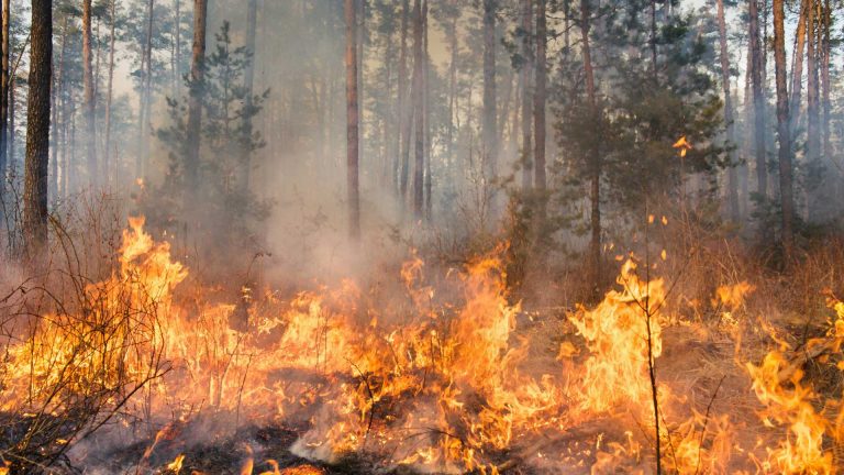 Allerta incendi 2025 in Campania: nuove regole e consigli