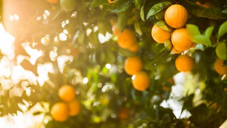 Il sentiero dei casali di Massa Lubrense: tra limoneti e orti abbandonati