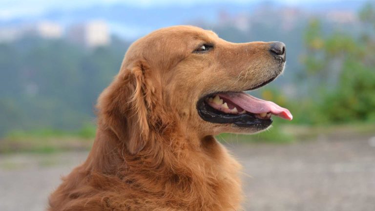 Vacanze pet-friendly in Costiera Sorrentina – dove andare con il tuo cane