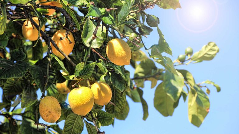 Festa del limone a Massa Lubrense: quando e perché non mancare