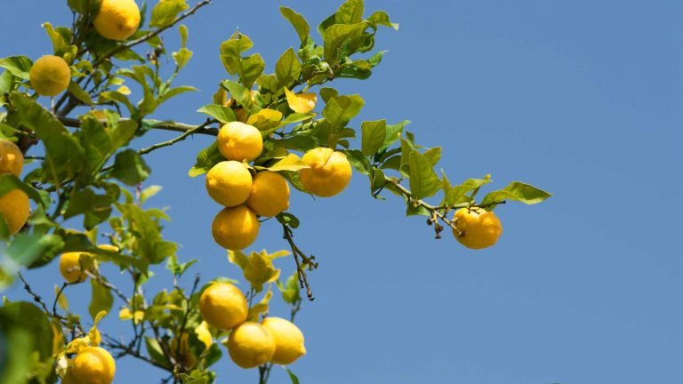 Minori e il sentiero dei limoni: cammina tra profumi e terrazze