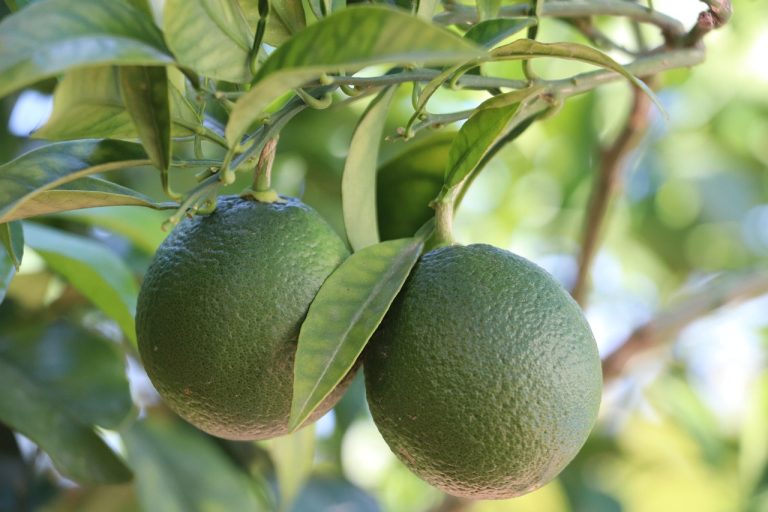 Massa Lubrense si accende di gusto con la 49ª edizione di “Limoni in Festa”