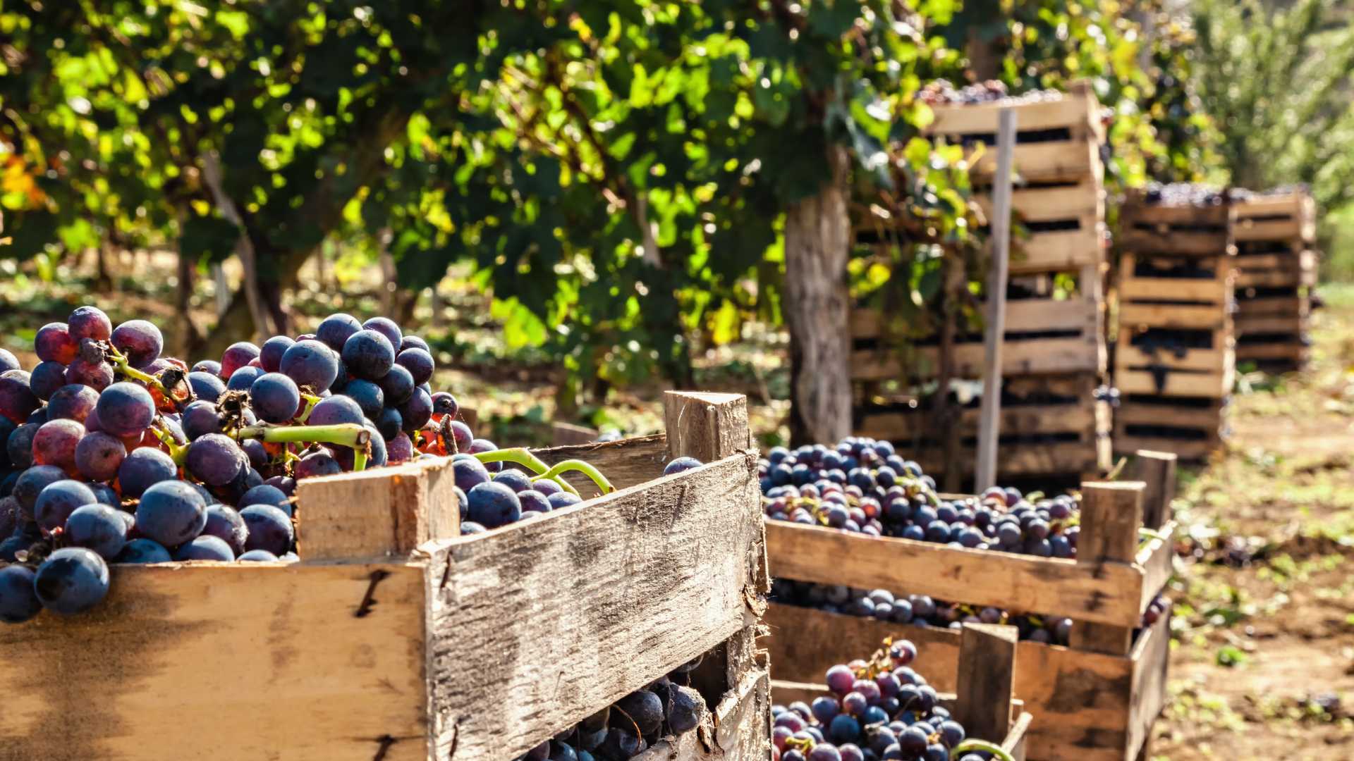 La vendemmia a Tramonti: esperienza in vigna tra i Monti Lattari