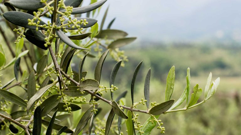 Passeggiata tra gli uliveti terrazzati di Vico Equense