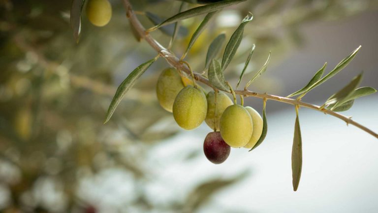 Tradizioni contadine a Massa Lubrense: la raccolta delle olive
