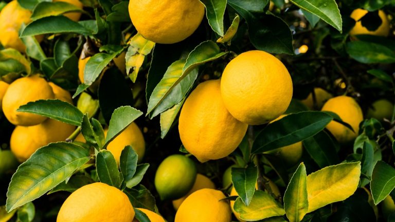 I limoni di Amalfi: visita a un limoneto con degustazione al tramonto