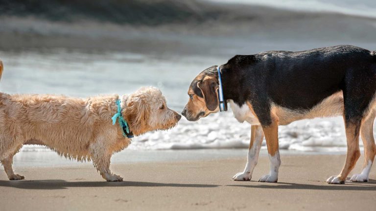 Spiagge pet friendly in Costiera Sorrentina: dove andare con il cane