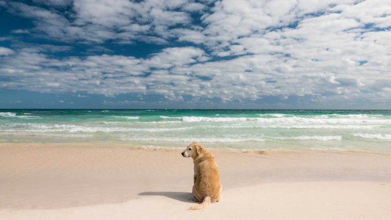 Costiera Amalfitana con il cane: regole e consigli pratici