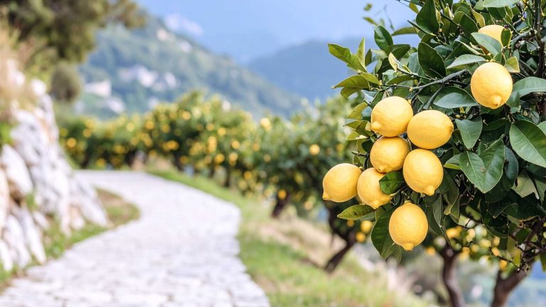 Esperienze nei limoneti della Costiera Amalfitana