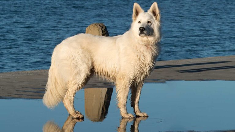 Costiera Sorrentina con il cane: regole e consigli pratici