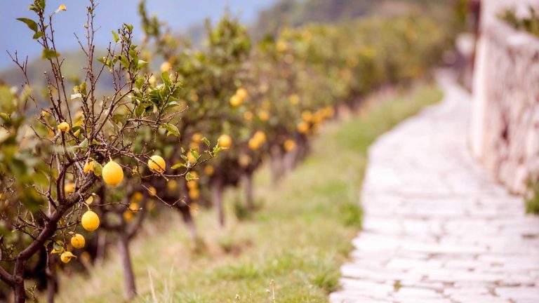 Esperienze nei limoneti della Costiera Sorrentina