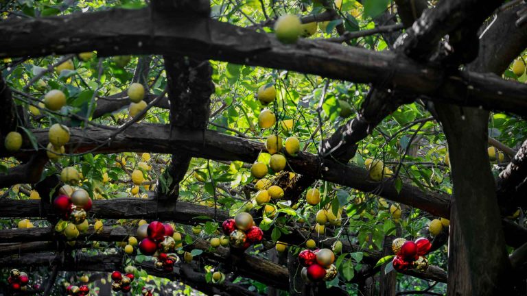 Dove dormire vicino al Sentiero dei Limoni: Minori, Maiori o Ravello? 