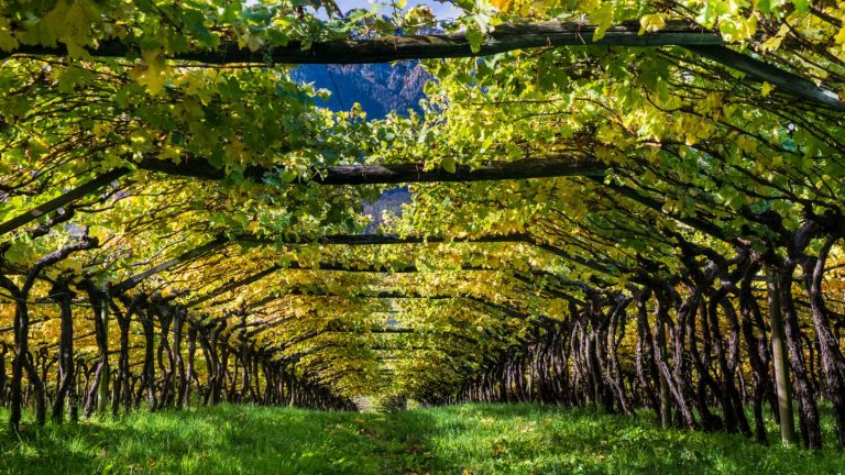 Tramonti in una giornata lenta: vigne, frazioni e sapori